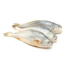 Fresh Croaker Fish