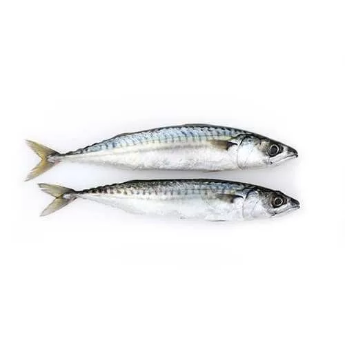 Fresh Mackerel from Mololuwa Enterprises