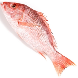 Red Snapper Fish