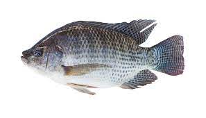 Fresh Tilapia Fish